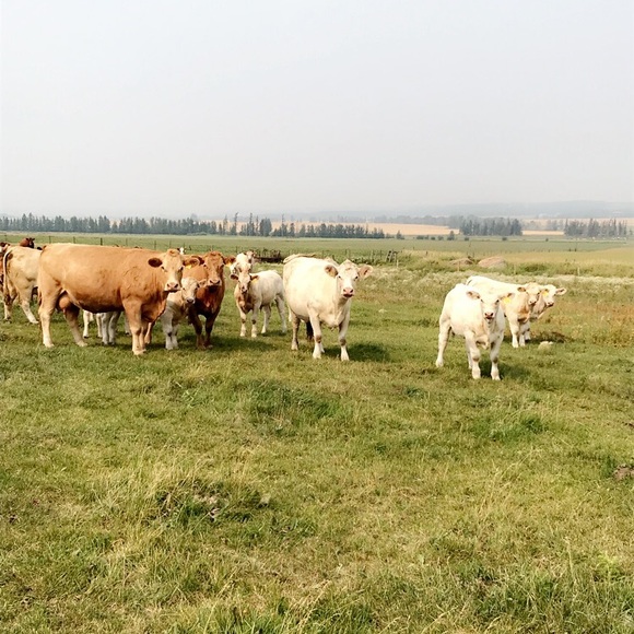 Meet your Posher, Jessica - Picture 1 of 1